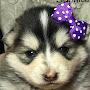 A-Dream Pomsky