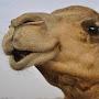 HenrytheCamel