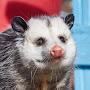 The Real King Opossum 🤴🐾