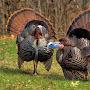 Indiana turkey hunts