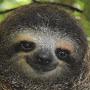 sloth