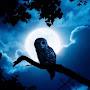 NiteOwl