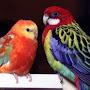 Rosario&Pertsario the parrots
