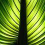 Green Palm