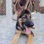 BRONI THE GSD