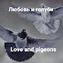 Любовь и голуби🕊Love and pigeons