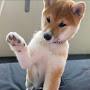 Yuki Shiba Inu 