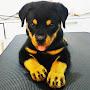 TURBO the ROTTWEILER