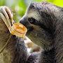 @sloth-eating-pancakes182
