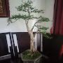 @jonybonsai1289