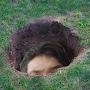 Guy in a hole