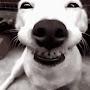 Smilingdog