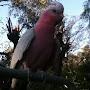 @Reg_The_Galah