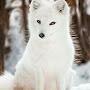 Well-natured Arctic Fox (NeD)