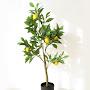 lemon tree