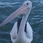 Pelican