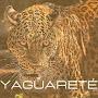 Yagua