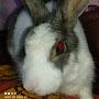 @Bunnyworld-bu9cs