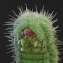 Microscopic Caterpillar