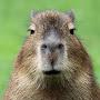 @Capybaradude123