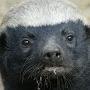 Honey Badger