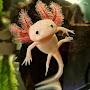 AXOLOTL_UA