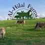 Al-Hilal Farms