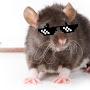 rat with freaking cool glasses imposter