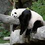 SleepyLazyPanda