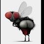 La mosca Assassina