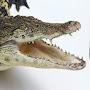 Just a crocodile