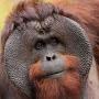 Orange orangutangs
