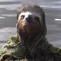 Sloth Guy