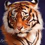 Tiger Animation