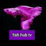 fish hub tv