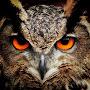 The Owl - Nigh-time Stories for Grown-ups