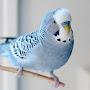 A parakeet with internet access 