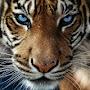 @_-Tiger-_