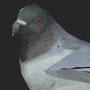 A Random Pigeon