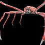 Reginald Spider crab