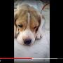 @crubbythebeagle57