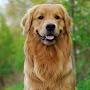 DOG GOLDEN