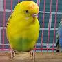 Mango The Budgie