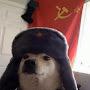 Commie Doggo