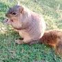 Igris the squirrel