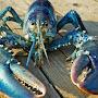 RealBlueLobster