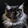 Catacoons~Maine Coon Magic