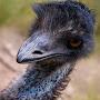 Emo Emu