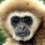 Duke of Gibbon