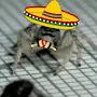 the mexican spoder